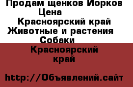 Продам щенков Йорков  › Цена ­ 15 000 - Красноярский край Животные и растения » Собаки   . Красноярский край